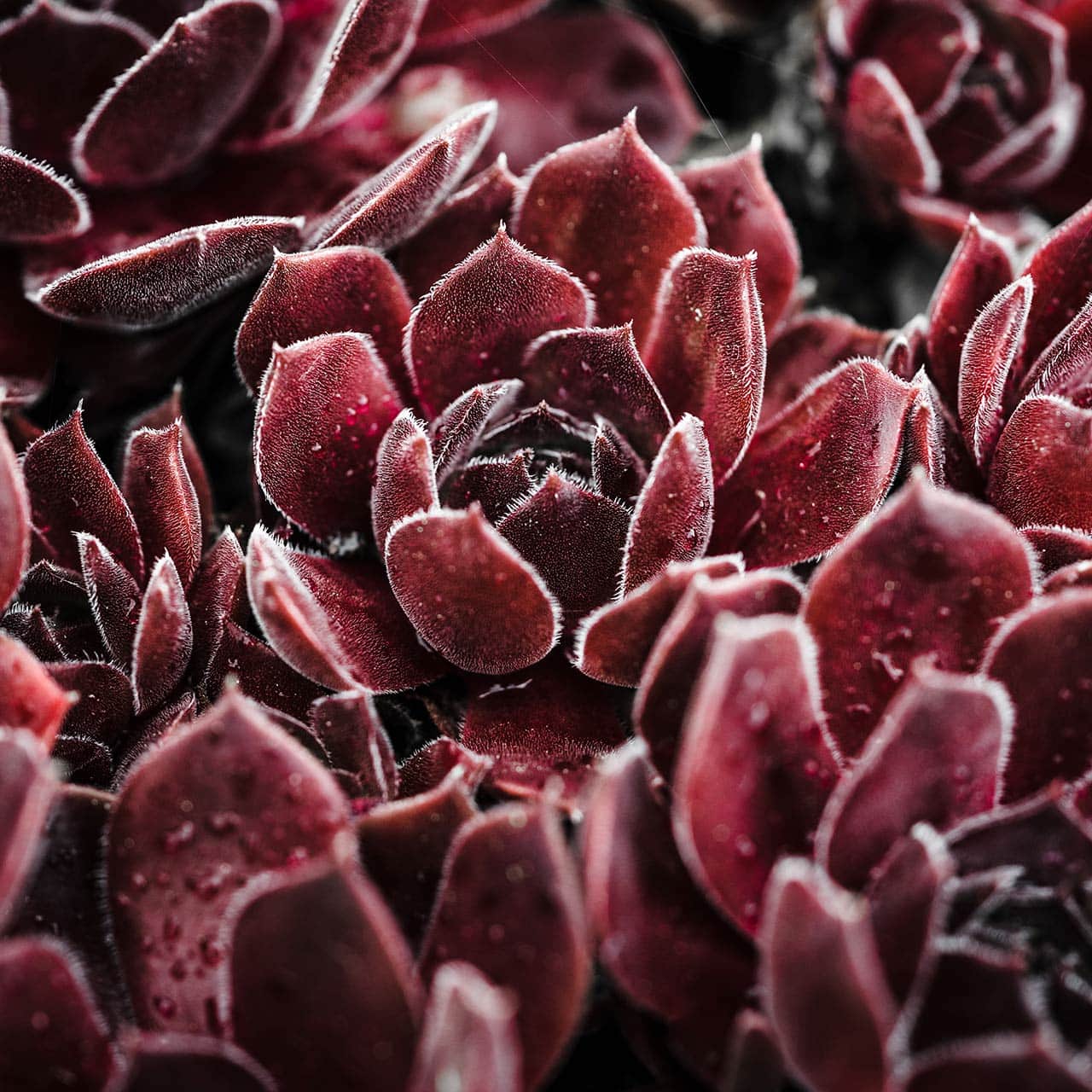 Alt Text Featured Image